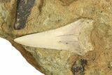 Fossil Shark Tooth, Porpoise Humerus & Whale Vertebra - California #210999-2